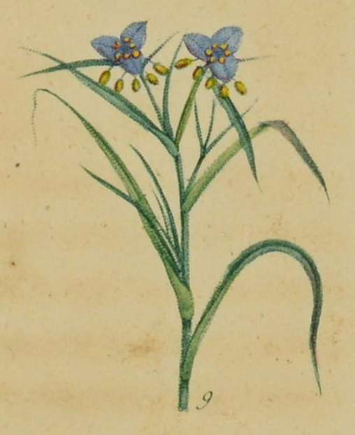 Illustration of light blue spiderwort in flower.